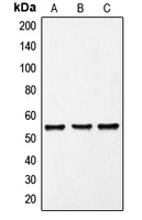 1 - Anti-FRK Antibody AP51213