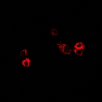3 - Anti-FSHR Antibody AP51214