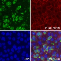 3 - Anti-FTO Antibody AP51217