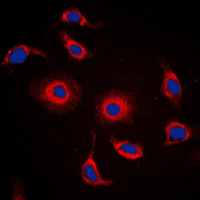 3 - Anti-FXR2 Antibody AP51218