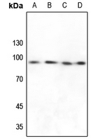 1 - Anti-FXR2 Antibody AP51218