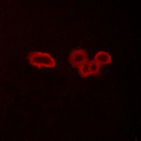 3 - Anti-Frizzled 6 Antibody AP51220
