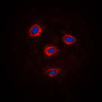 3 - Anti-Frizzled 8 Antibody AP51221