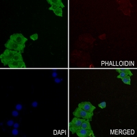 3 - Anti-GAB2 Antibody AP51222