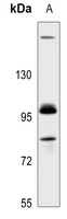 1 - Anti-GAB2 Antibody AP51222