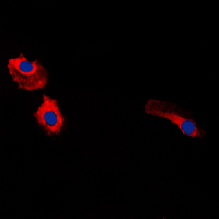 3 - Anti-Gastrin Antibody AP51223