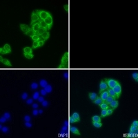 3 - Anti-GBP3 Antibody AP51224