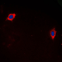 3 - Anti-GHRH Receptor Antibody AP51229