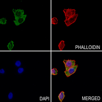 3 - Anti-GIT1 Antibody AP51230