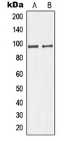 1 - Anti-GIT1 Antibody AP51230
