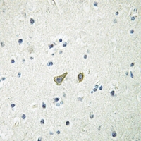 19 - Anti-Glycerol Kinase 2 Antibody AP51231