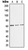 1 - Anti-Glycerol Kinase 2 Antibody AP51231