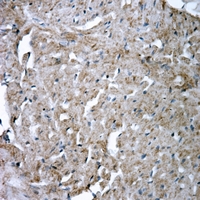 19 - Anti-Glutamine Synthetase Antibody AP51233