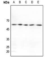 1 - Anti-GRASP55 Antibody AP51234
