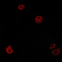 3 - Anti-GPR110 Antibody AP51235