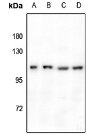 1 - Anti-GPR110 Antibody AP51235