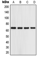 1 - Anti-GPR153 Antibody AP51236