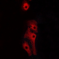 3 - Anti-GPR160 Antibody AP51237