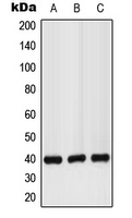 1 - Anti-GPR160 Antibody AP51237