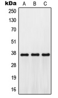 1 - Anti-GPR171 Antibody AP51238