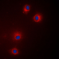 3 - Anti-GPR18 Antibody AP51240