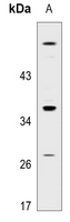 1 - Anti-GPR18 Antibody AP51240