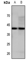 1 - Anti-GPR34 Antibody AP51242