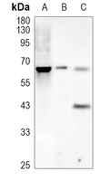 0 - Anti-GPR34 Antibody AP51242