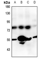 1 - Anti-GPR83 Antibody AP51243