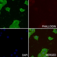3 - Anti-GPRIN2 Antibody AP51244