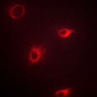 3 - Anti-mGLUR7 Antibody AP51248
