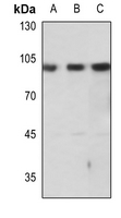 1 - Anti-mGLUR7 Antibody AP51248