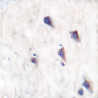 19 - Anti-mGLUR8 Antibody AP51249