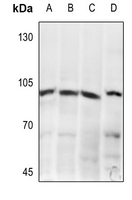 1 - Anti-mGLUR8 Antibody AP51249