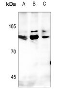 1 - Anti-GTF3C3 Antibody AP51250