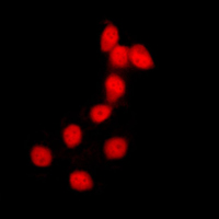 3 - Anti-Histone H2B Antibody AP51253