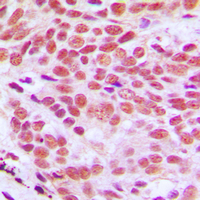 19 - Anti-Histone H2B Antibody AP51253