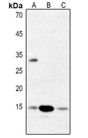 1 - Anti-Histone H2B Antibody AP51253
