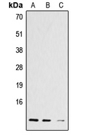 1 - Anti-Histone H4 (Acetyl-K12) Antibody AP51256