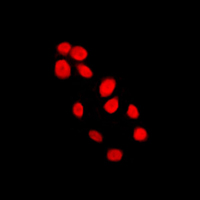 3 - Anti-Histone H4 Antibody AP51257