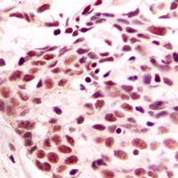 19 - Anti-Histone H4 Antibody AP51257