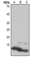 1 - Anti-Histone H4 Antibody AP51257