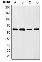 1 - Anti-HKR1 Antibody AP51258