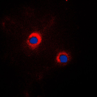 3 - Anti-GRP94 Antibody AP51268