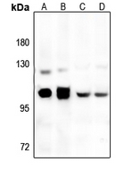 1 - Anti-GRP94 Antibody AP51268