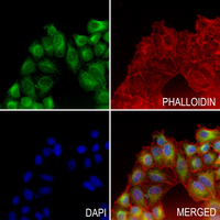 3 - Anti-HSC70 Antibody AP51269