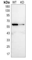0 - Anti-HSP60 Antibody [KO/KD Validated] AP51271