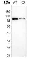 0 - Anti-HSPH1 Antibody [KO/KD Validated] AP51273