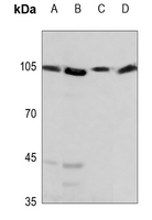 1 - Anti-HSPH1 Antibody [KO/KD Validated] AP51273