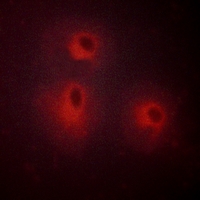3 - Anti-5-HT1A Antibody AP51274